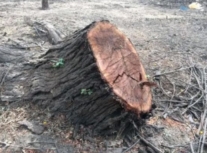تحت نار الحرب.. الفأس يحصد غابات السودان ويُهدِّد إرث بيئي عمره مئات السنين 