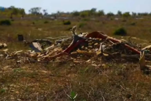 تحت نار الحرب.. الفأس يحصد غابات السودان ويُهدِّد إرث بيئي عمره مئات السنين 