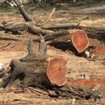 تحت نار الحرب.. الفأس يحصد غابات السودان ويُهدِّد إرث بيئي عمره مئات السنين 