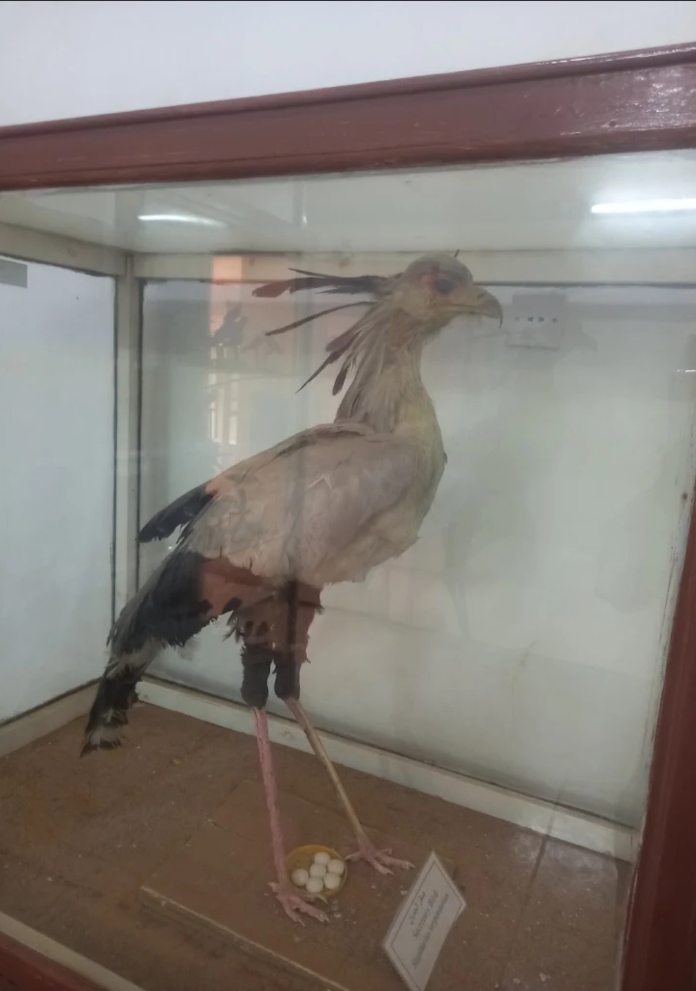 نهب واسع يطال متحف السودان الطبيعي ويفقده آلاف العينات النادرة